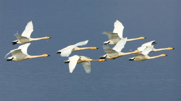 1994182814_ErAd8FCo_5b09ddf752fd139de0a3