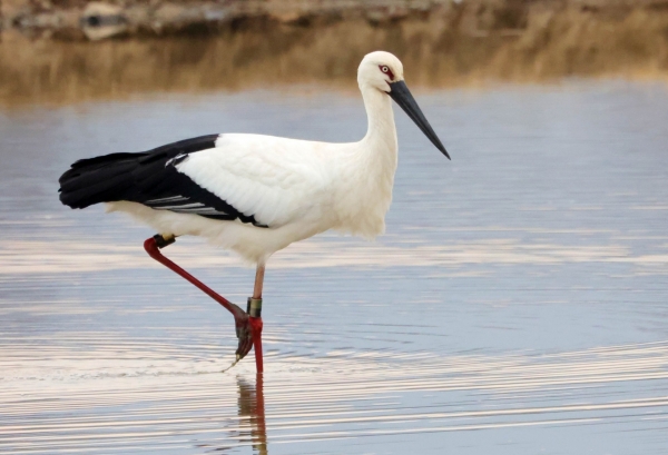 1994182814_dOgnYe4o_4ad29b15b81dde60a41f