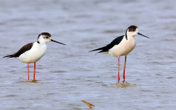 1994182814_JGZVL8Uz_c27492180bc273552b31