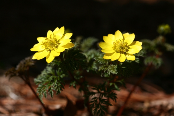 광릉숲에 찾아온 봄 소식... 개복수초 개화