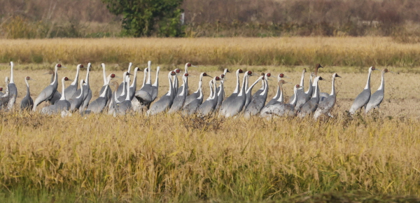 주남저수지, 철새 보호와 AI 확산 방지에 총력