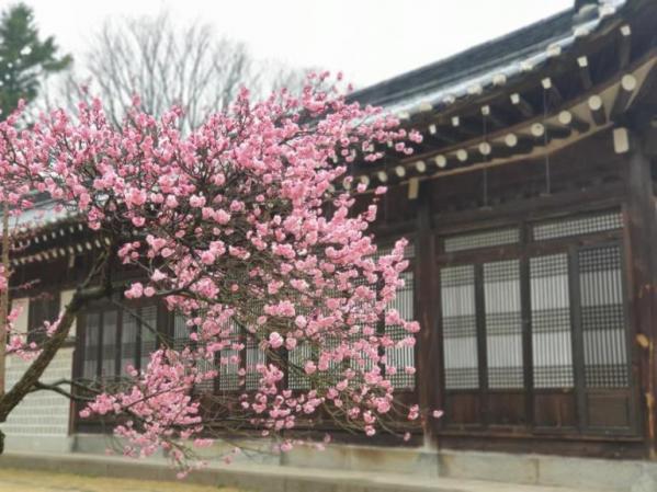 봄 꽃 핀 현충사, 한 시간 일찍 관람하세요